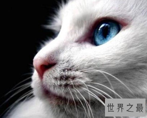 世界上最古老的长毛猫，土耳其安哥拉猫