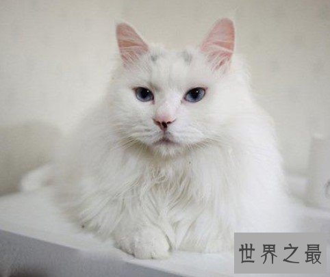 世界上最古老的长毛猫，土耳其安哥拉猫