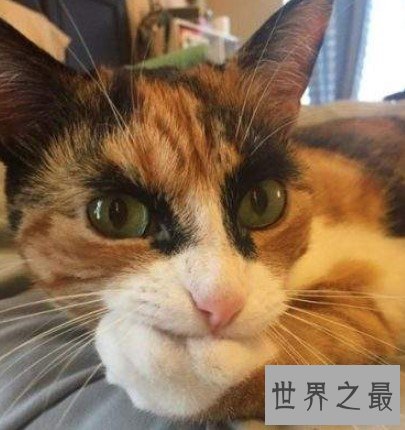 世界上最贵最稀有的猫Caracat，更是成为最珍贵的猫品种