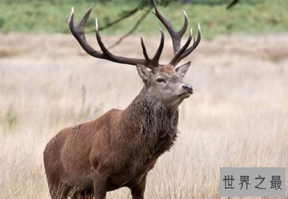 地球史上最大的鹿，有着爱尔兰麋鹿之名