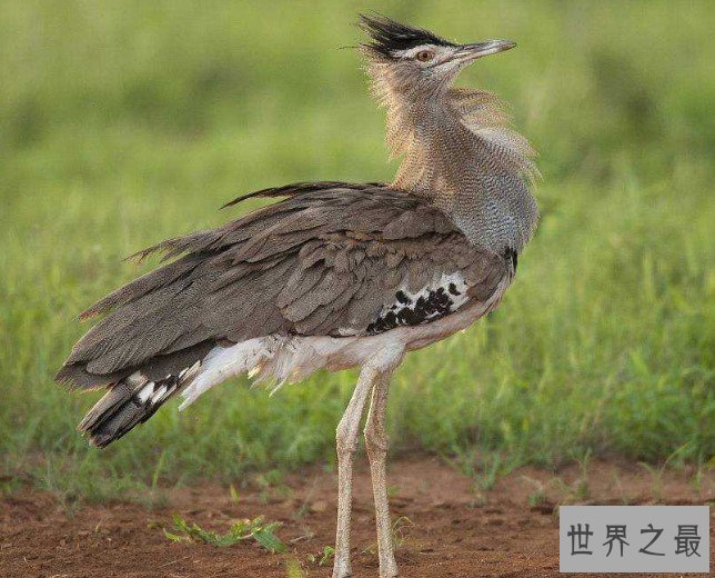 世界上最大的飞鸟，灰颈鹭鸨又名柯利鸟