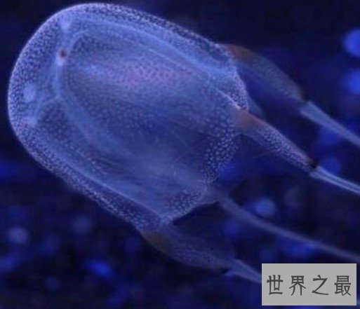 世界上最毒的生物箱水母，25年内毒死了大约60人