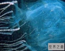 世界上最毒的生物箱水母，25年内毒死了大约60人