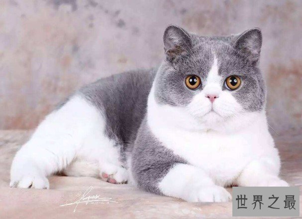 世界上最漂亮的猫，毛色非常的纯粹漂亮