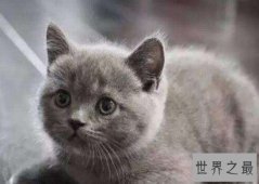 世界上最漂亮的猫，毛色非常的纯粹漂亮