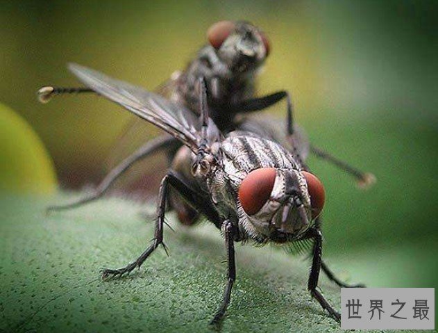 世界上最大的苍蝇,可以长到7厘米