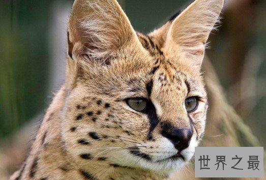 世界最贵的猫，价格都是100万往上