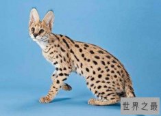 世界最贵的猫，价格都是100万往上