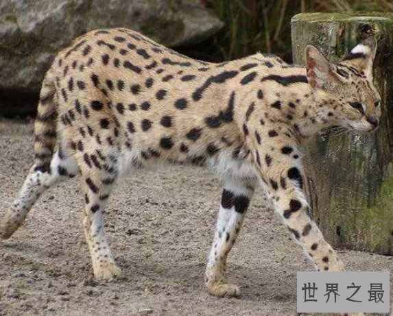 世界最贵的猫，价格都是100万往上