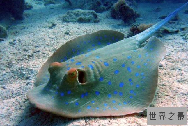 最危险的海洋生物，黄貂鱼和魔鬼鱼的区别