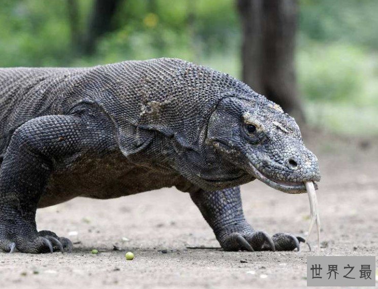世界上最大的蜥蜴，居民称之为“科摩多的龙”。