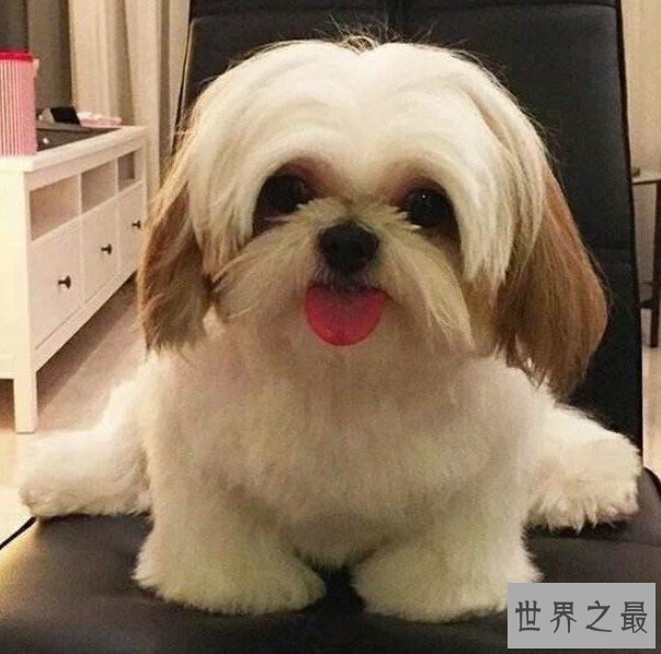 最可爱的西施犬，如何饲养会长寿呢？