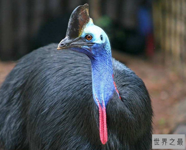 世界上最凶猛的鸡，一根脚趾头就能把人劈死