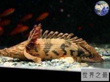 世界上最漂亮的恐龙鱼  水族世界的“活化石”