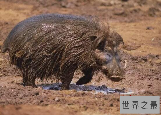 世界上最强悍的猪：巨林猪，一上场就秒杀猎豹狮子