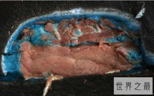 世界上最奇特的野猪，蓝血野猪的脂肪全都是蓝色的
