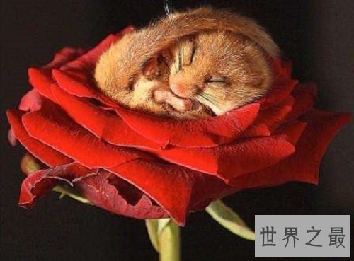 世界最能睡动物睡鼠，睡眠时间妥妥秒杀大熊猫蛇乌龟！