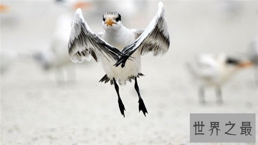 飞行最远的鸟类，飞行距离可绕地球一圈