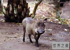 世界十大最丑动物，水滴鱼丑成一坨（都能把自己丑哭喽）