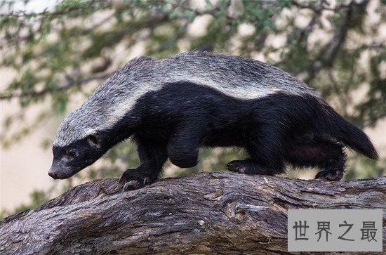 世界上最大胆的动物，平头哥蜜獾(竟什么都敢吃)