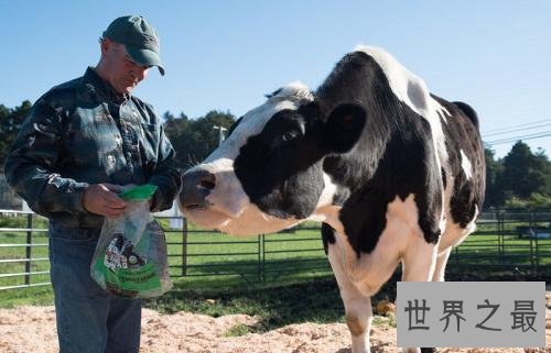 世界最高奶牛，个头比一般奶牛大一倍（身高近2米）