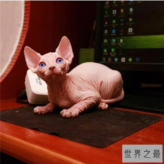 世界上最具个性的猫，加拿大无毛猫竟然一根毛都没有！