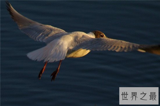 世界上最美的十种鸭子，鸳鸯竟然不是第一！！