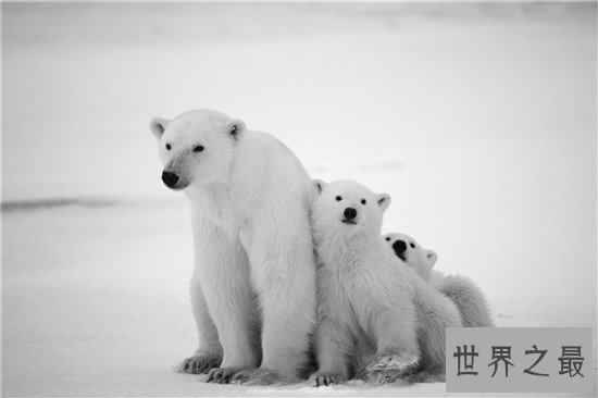 世界上最萌动物排名，论可爱大熊猫当之无愧第一