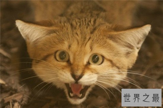 盘点地球上6大被禁养的名猫！传说中的猛兽猞猁被称为国兽！