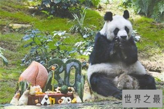 世界上最长寿的大熊猫，活了38岁相当于人类的110岁！