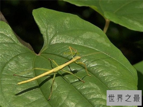 最大的昆虫，中国巨型竹节虫体长62.4cm！