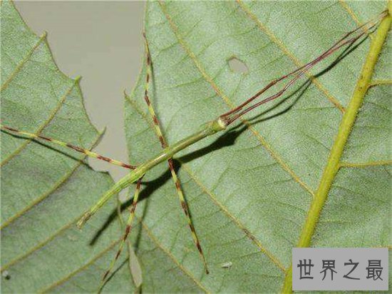 最大的昆虫，中国巨型竹节虫体长62.4cm！