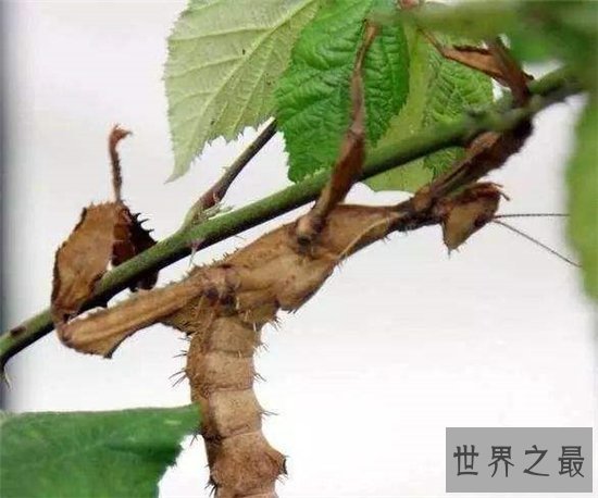 最大的昆虫，中国巨型竹节虫体长62.4cm！