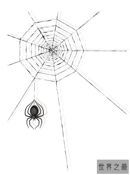 世界上最大的蜘蛛网，七百米的蜘蛛网见过没有