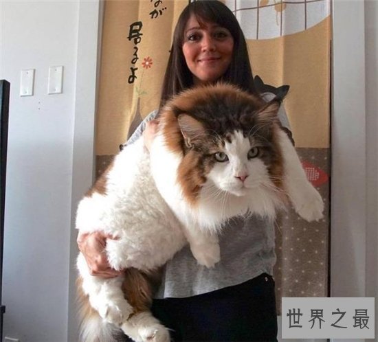 乌克兰巨猫堪称世界第一巨猫，因为核泄漏变成畸形