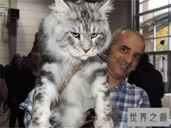 乌克兰巨猫堪称世界第一巨猫，因为核泄漏变成畸形