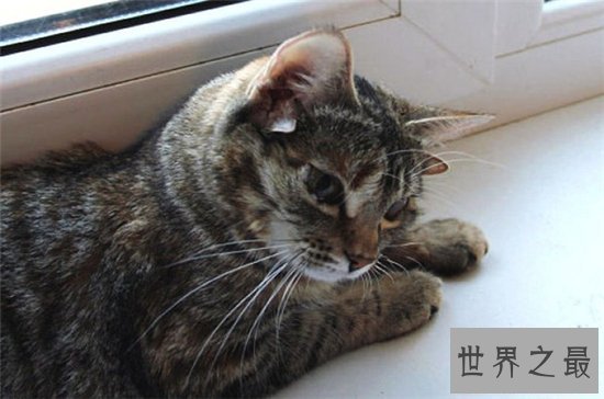 乌克兰巨猫堪称世界第一巨猫，因为核泄漏变成畸形