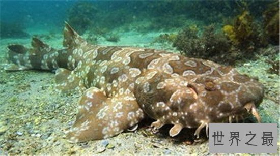 十大怪异的海洋生物，狼鱼你一定没有见过