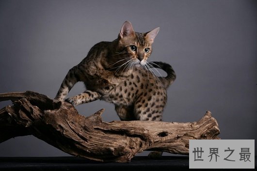 世界上最凶悍的猫排行榜，帕拉斯猫传为史前生物