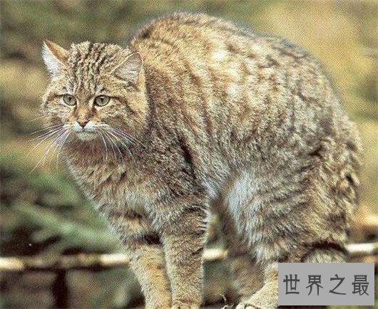 世界上最凶悍的猫排行榜，帕拉斯猫传为史前生物