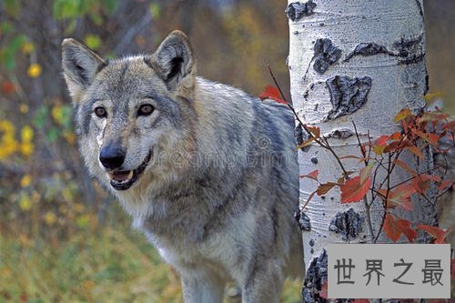 世界上最大的犬科动物，非北美灰狼莫属。