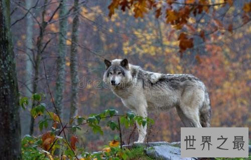 世界上最大的犬科动物，非北美灰狼莫属。