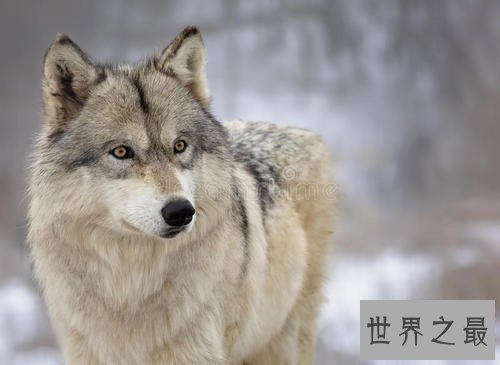 世界上最大的犬科动物，非北美灰狼莫属。