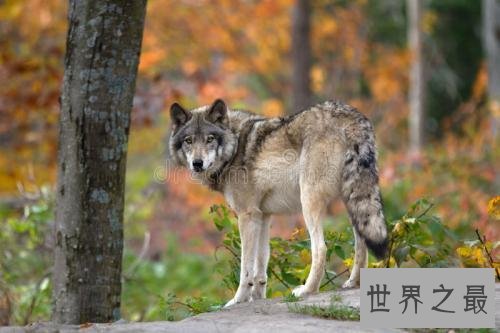 世界上最大的犬科动物，非北美灰狼莫属。