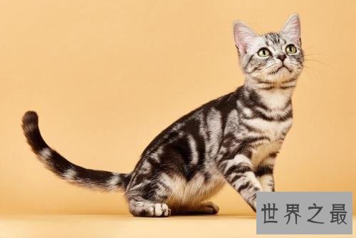 世界上最长寿的猫，阿瑟拉猫能活25年