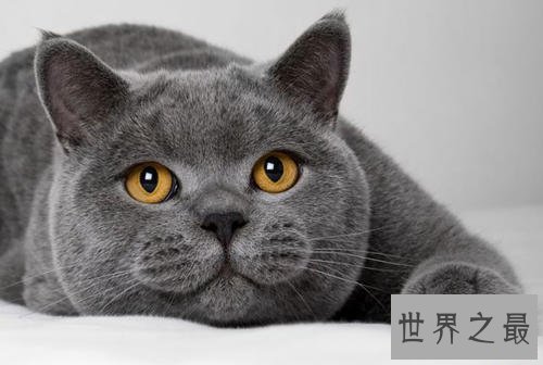 世界上最长寿的猫，阿瑟拉猫能活25年