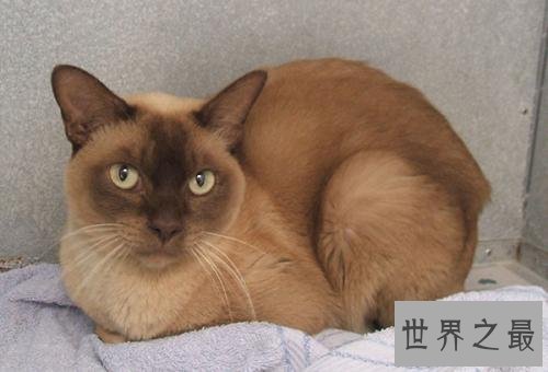 世界上最长寿的猫，阿瑟拉猫能活25年