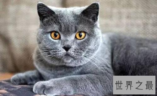 世界上最长寿的猫，阿瑟拉猫能活25年