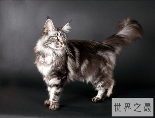 世界上最长寿的猫，阿瑟拉猫能活25年