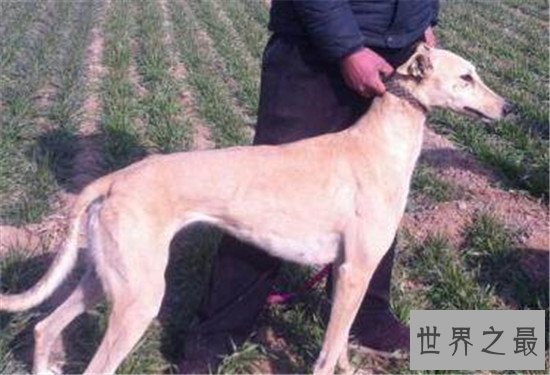 中国十大凶犬最新排名，蒙古獒排名第一